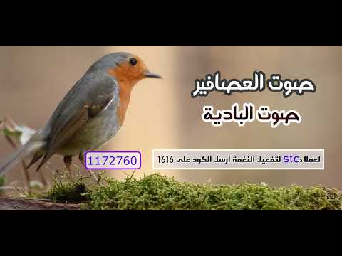 صوت العصافير - صوت البادية