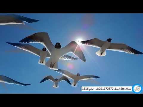 تحصنت بذى العزه و الجبروت - المنشد عبد الله المهدى